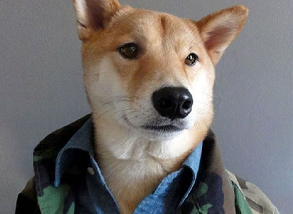 В Сочи ко Дню Победы собак оденут в военную форму