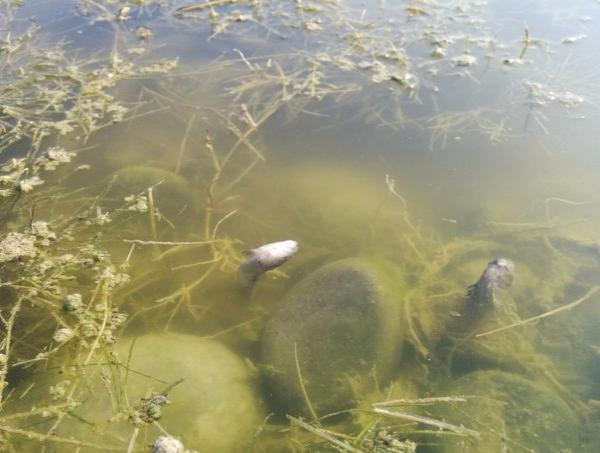 Массово гибнет рыба на Суджуксой косе в Новороссийке