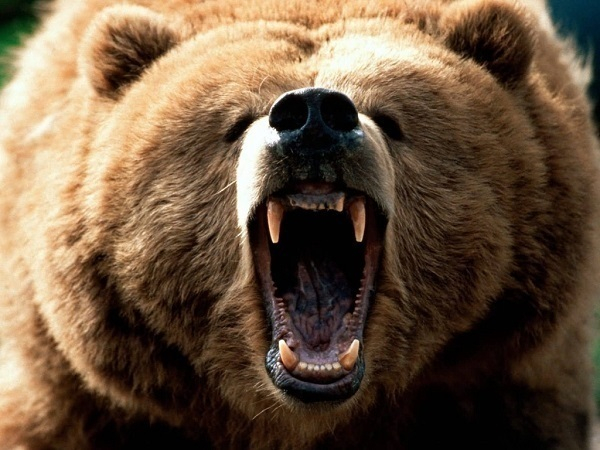 В Сочи разъяренный медведь напал на 25-летнюю девушку