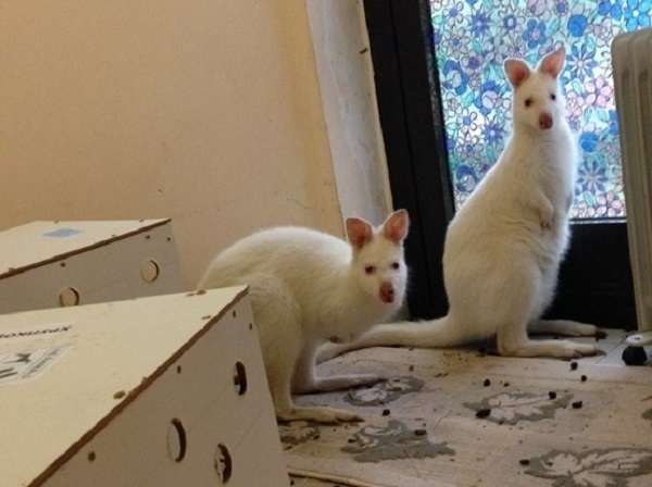 В санатории Сочи поселились два кенгуру-альбиноса