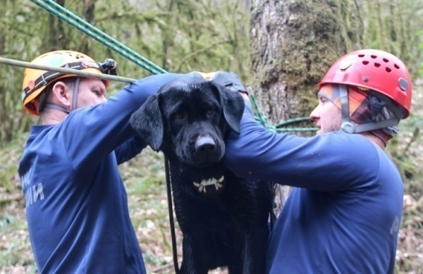МЧС проводит учения с собаками в горах Сочи