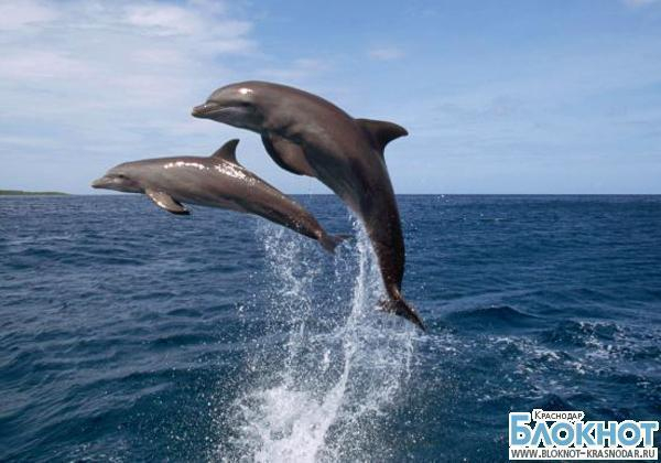 Крымских дельфинов и морских котиков поставят на службу в ВМФ России
