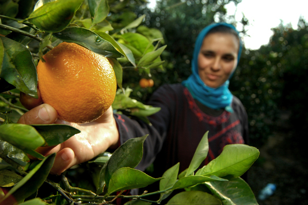 На Кубань привезли сирийские апельсины и мандарины