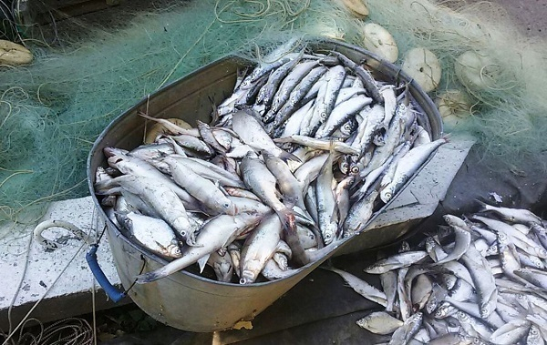 Краснодарский браконьер выловил в Кубани около двух тонн рыбы
