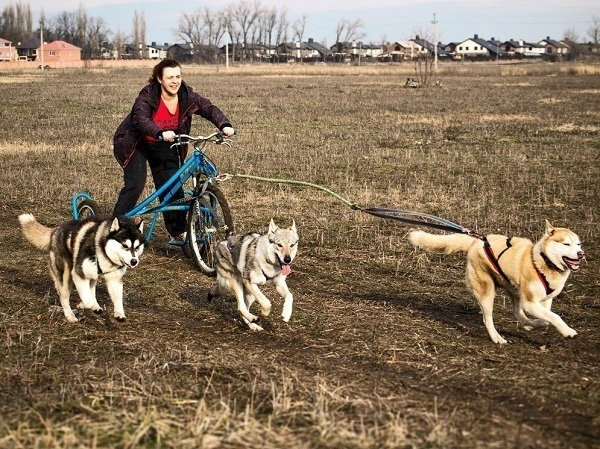 В Краснодаре устроили забег с хаски на трехколесных велосипедах