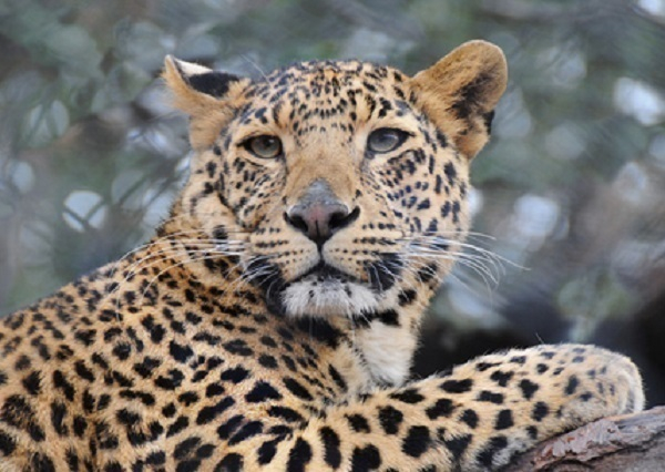 В Сочи в дикую природу выпустят леопардов Ахуна и Викторию