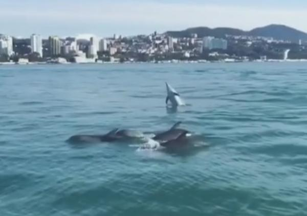Резвящиеся дельфины устроили бесплатное представление туристам в Сочи