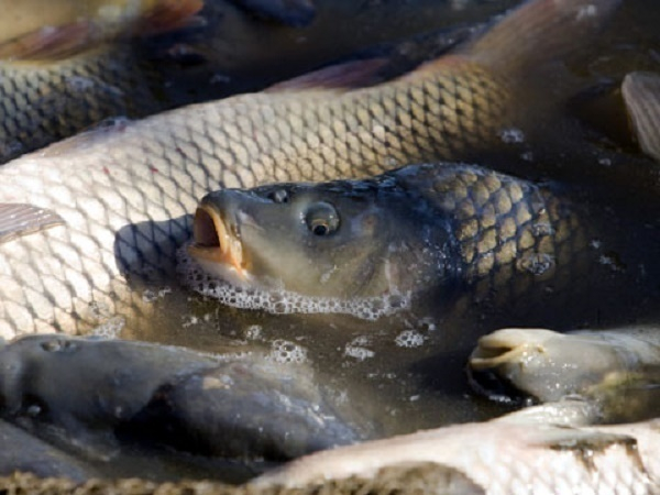 Массовая гибель рыбы произошла в пруду в Новороссийске