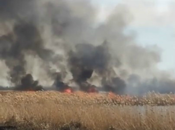 Жительница Кубани сообщила о поджоге камышей на севере края