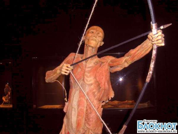 В столице Кубани открылась скандальная анатомическая выставка