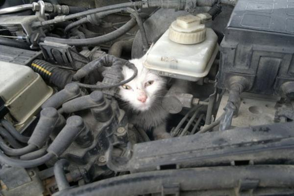 В Краснодаре котенок застрял в двигателе легковушки