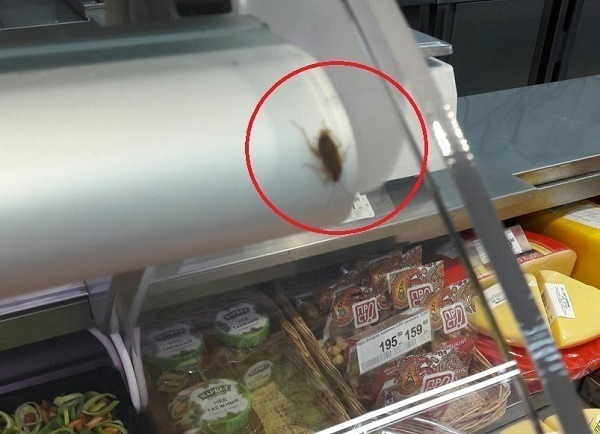 В известном супермаркете Краснодара обнаружили тараканов
