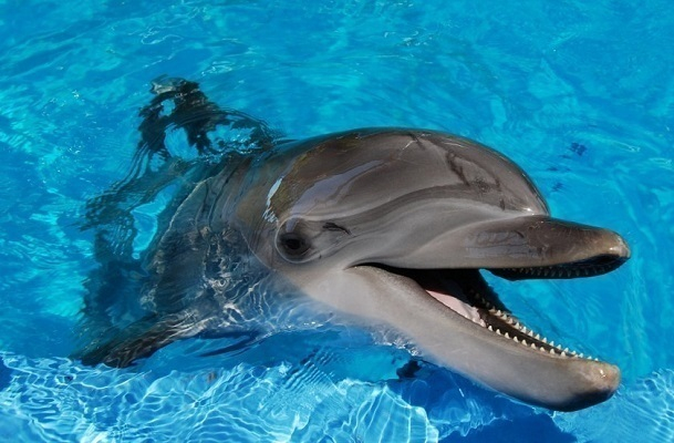 Пользователи всемирной паутины взбунтовались против реалити-шоу с дельфинами в Сочи