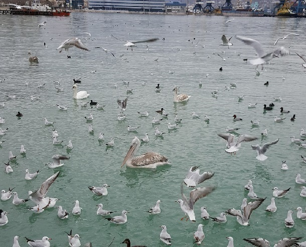 В Новороссийк прилетела на зимовку стая редких пеликанов
