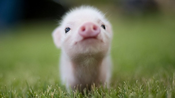 На Кубани значительно снизилось количество свиней