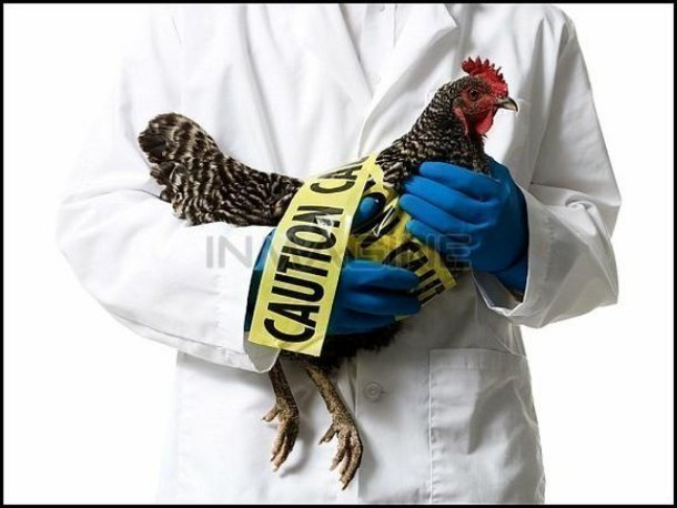 На Кубани зафиксировали вспышку птичьего гриппа