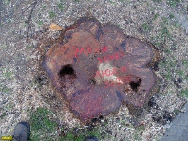 В Краснодаре на нескольких улицах вырубили здоровые деревья