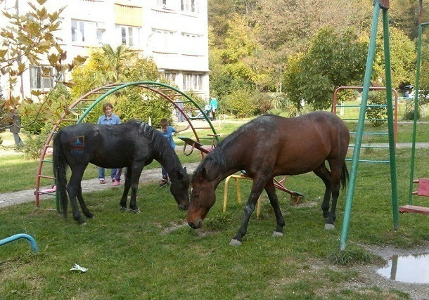 В Сочи беглые лошади обосновались во дворе жилого дома