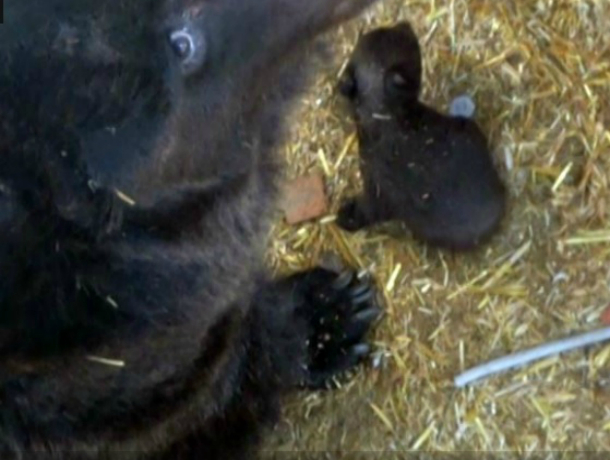 В зоопарке Лабинска родился медвежонок от мамы-циркачки