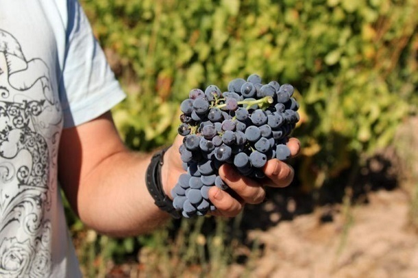 Для продвижения кубанского вина будет создан виноградный питомник