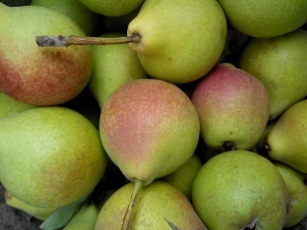 На Кубани построят фруктохранилище для 9 тысяч плодов