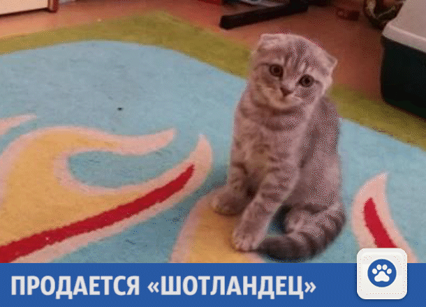 Милый котик ищет новых хозяев в Краснодаре