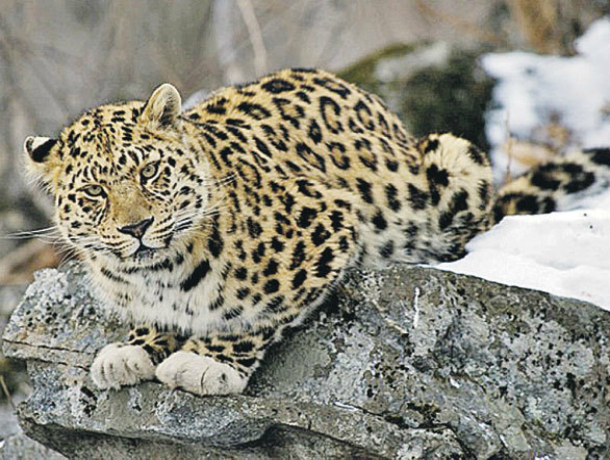Для слежки за редким видом леопардов в Кавказком заповеднике выделили дорогое оборудование