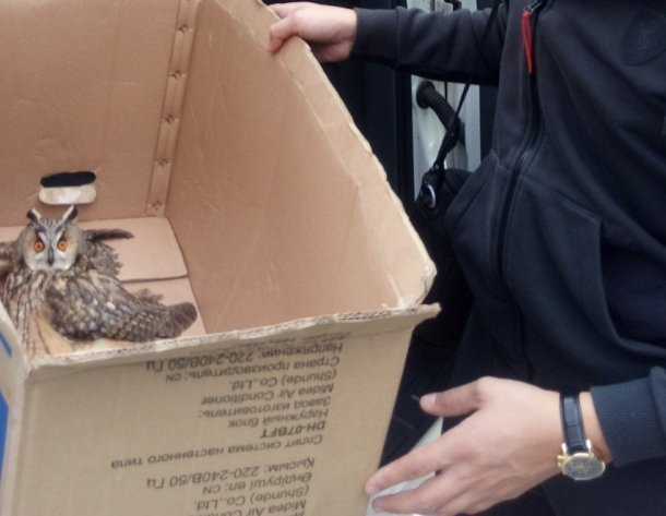 В Сочи местные жители спасли раненого совенка