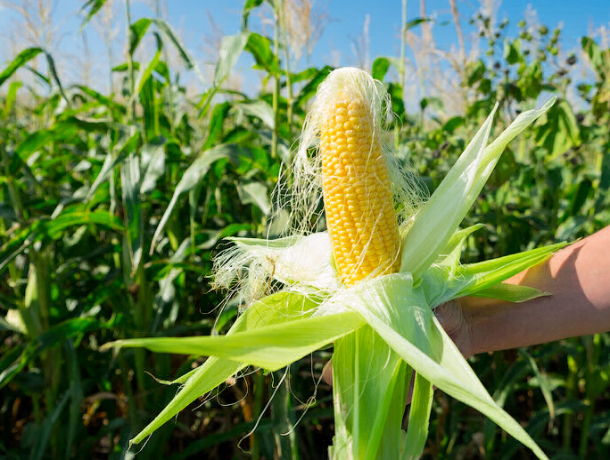 Кубань и Ростовская область дают стране 30 процентов урожая кукурузы
