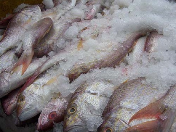 Мужчина на Кубани украл 100 килограммов рыбы, а потом выкинул ее в поле