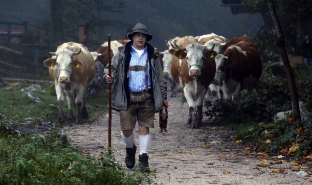 Ночью в горах Мостовского района потерялись пастух с коровой