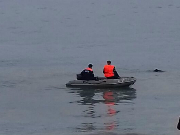Двух дельфинят выбросило на берег в Новороссийске: один умер, второго реанимировали