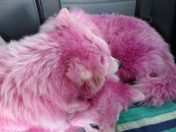 Розовых собак, спасенных на Кубани, пытались призвать в армию