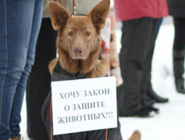 Активисты организовали пикет в Краснодаре против живодеров и зооэкстремистов