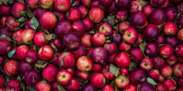 Женщина украла у кубанского бизнесмена 23 тонны яблок на 11 млн рублей