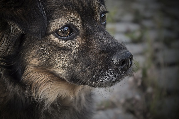 В Краснодаре неизвестный жестоко расстрелял собаку