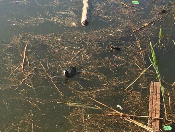 «Живем в болоте с лягушками!» - жители самого «экологичного» района Краснодара возмущены состоянием озера Карасун