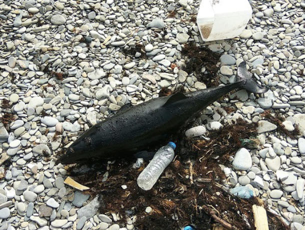 Почерневший от нефти дельфин выбросился на берег в Новороссийске