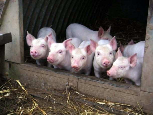 В Адыгее зафиксирована вспышка африканской чумы свиней