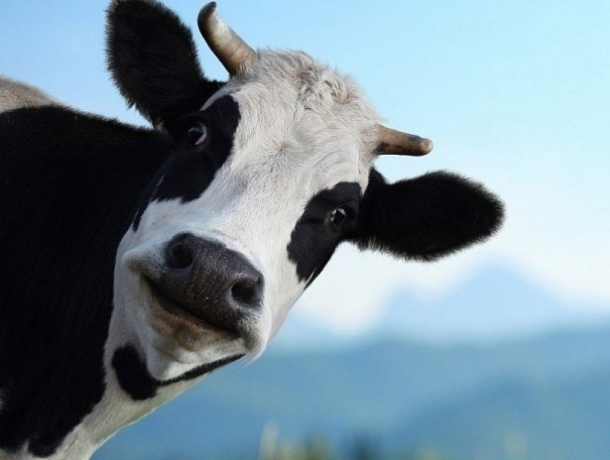 «Кража века»: мужчине грозит 5 лет за украденную корову