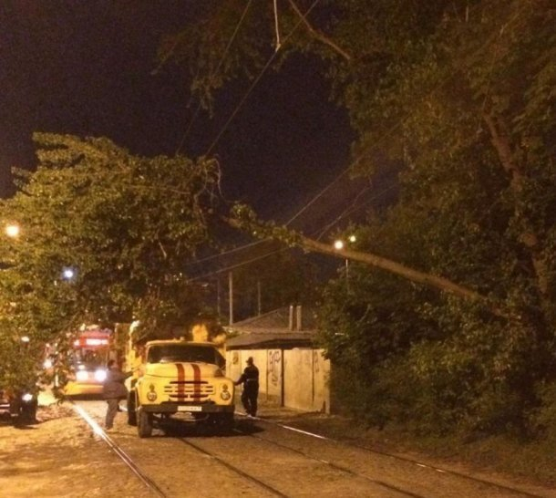 Сильный ветер повалил дерево на провода в Краснодаре