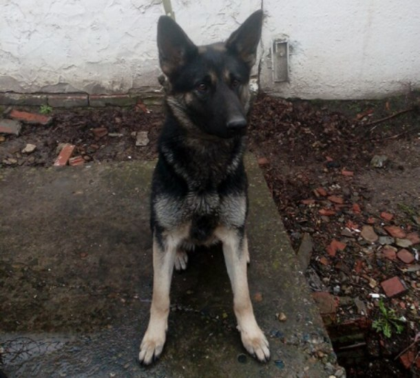 Промокшую и истощенную собаку нашел и вернул хозяевам полицейский в Калининском районе
