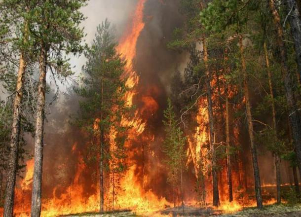 Лесные пожары в Краснодарском крае контролируют с помощью беспилотников и морских катеров