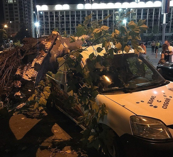 На Театральной площади Краснодара рухнуло дерево на машину с кофе