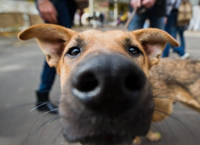 Нет приютов, нет законов — проблему бродячих собак обсудили в Краснодаре