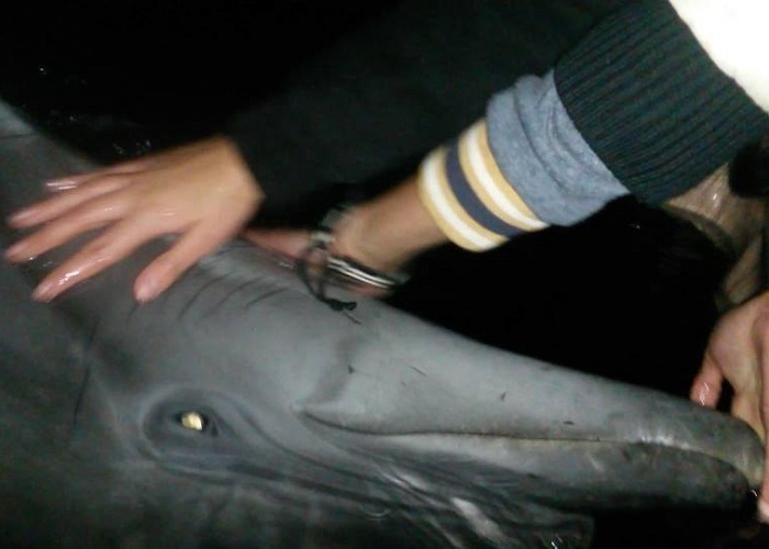 Кубанских фермеров, замучивших насмерть дельфинов, оштрафовали на миллион рублей