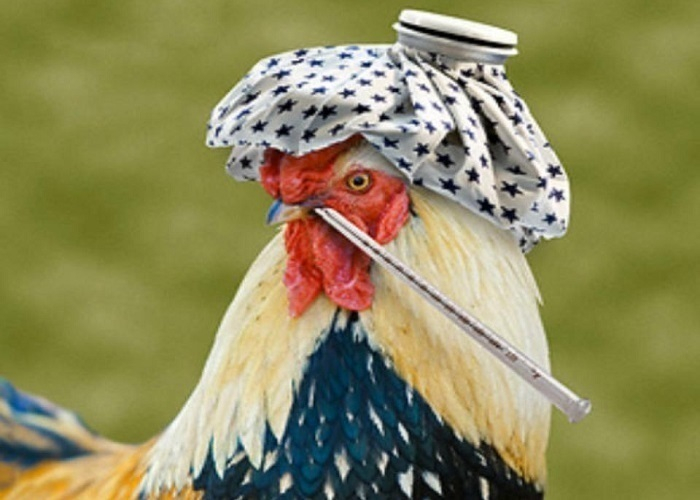 На Кубани запретили ввоз немецкой птицы и яиц из-за гриппа  H5N2