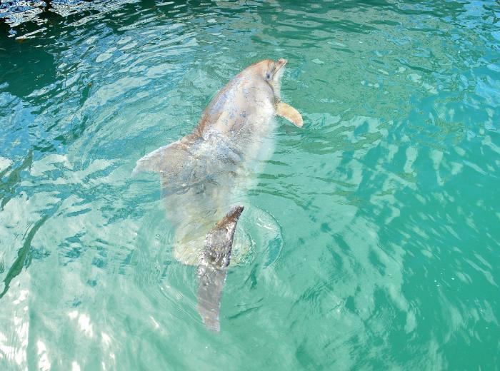 Спасенный из силосной ямы на Кубани дельфин болен острой пневмонией