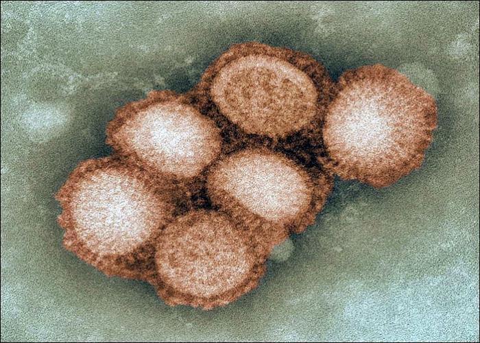 Кубань окружают регионы с повышенным эпидпорогом свиного гриппа