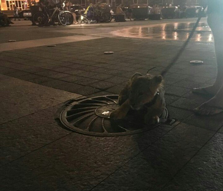 На центральной площади Краснодара выгуливали детеныша льва